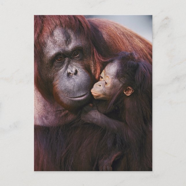 Postal Orangután hembra de Sumatra con cría, Pongo (Anverso)