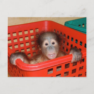 Postal Orangutan infantil en guardería