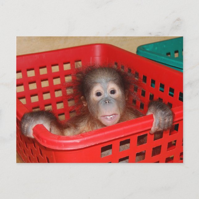 Postal Orangutan infantil en guardería (Anverso)