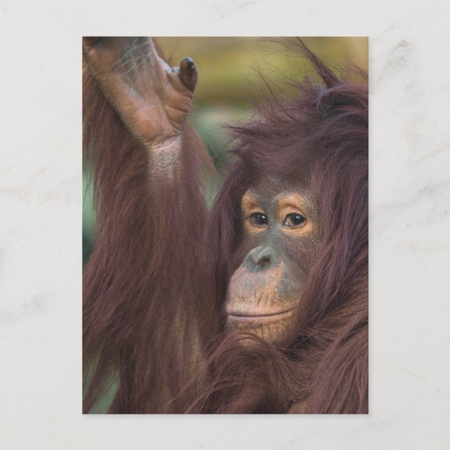 Postal Orangután Kayan (Anverso)