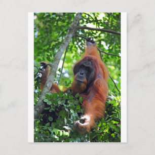 Postal Orangután masculino en la selva tropical de Sumatr