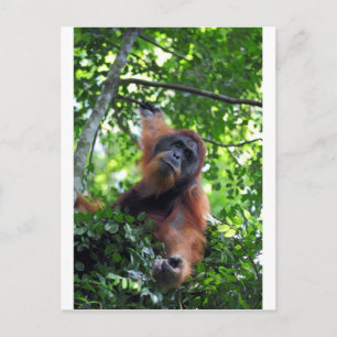 Postal Orangután masculino en la selva tropical de Sumatr