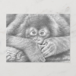 Postal Orangutan para bebés