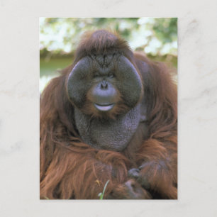 Postal Orangutan Pongo Pygmaeus