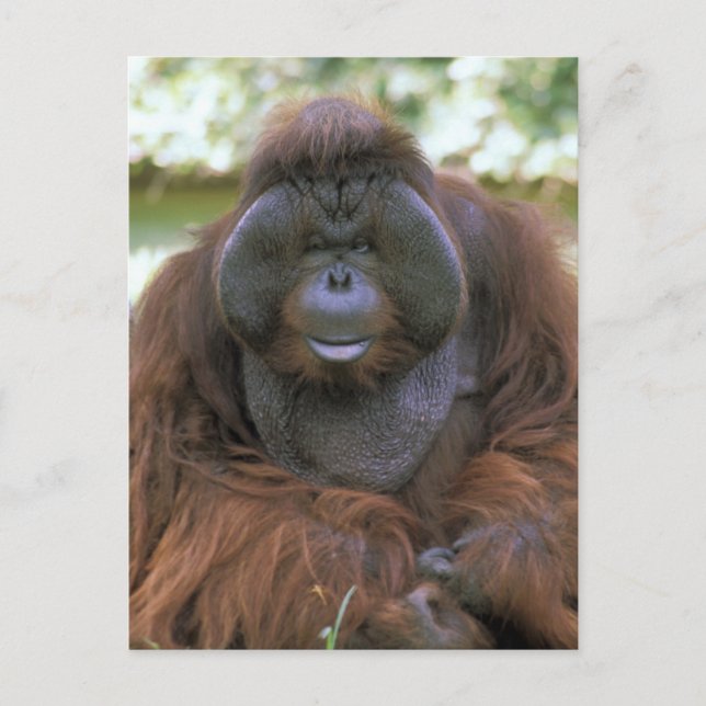 Postal Orangutan Pongo Pygmaeus (Anverso)