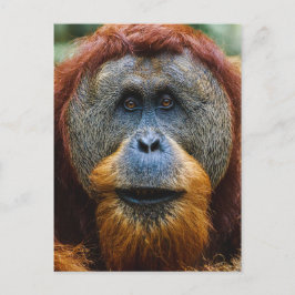 Postal Orangutan - Sumatra, Indonesia