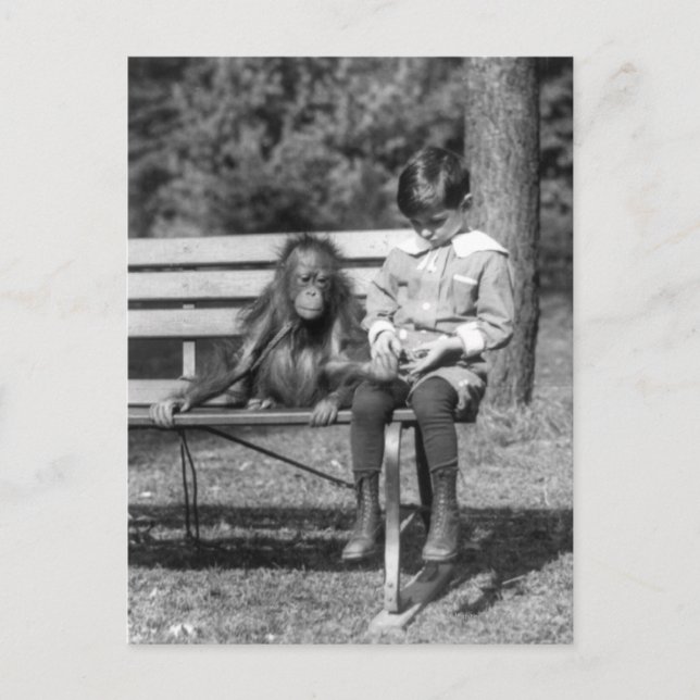 Postal Orangutan y Boy - Zoológico Nacional (Anverso)
