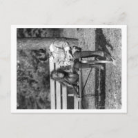 Orangutan y niño en la fotografía nacional del zoo