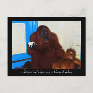 Postal Orangutanes en el campamento de Leakey