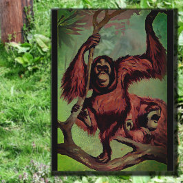 Postal Orangutanes vintage en un árbol