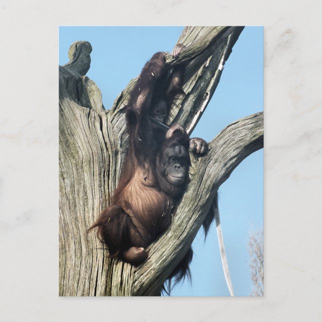 POSTAL ORANGUTANOS (Anverso)