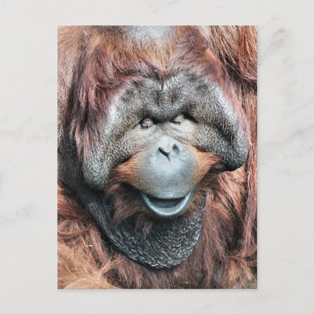POSTAL ORANGUTANOS (Anverso)
