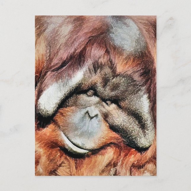 POSTAL ORANGUTANOS (Anverso)