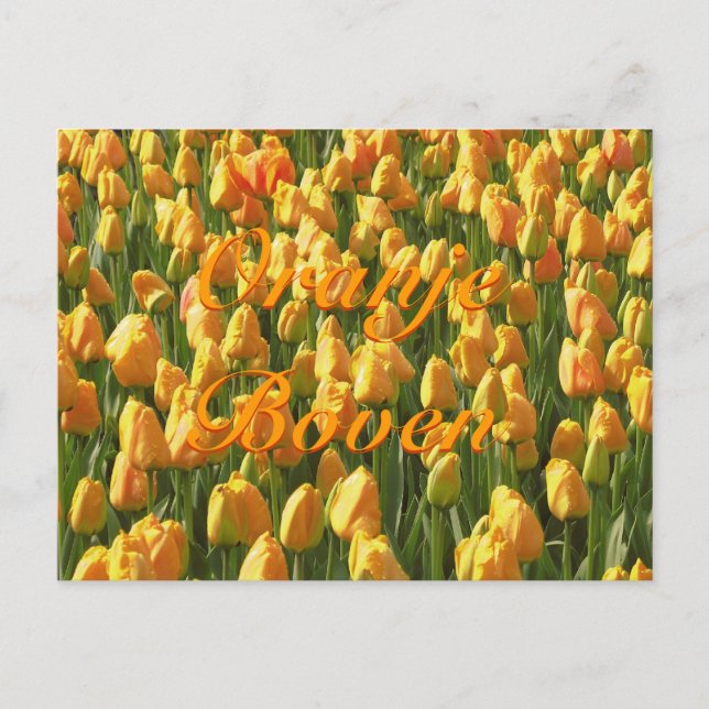 Postal Oranje Boven Naranja Tulips (Anverso)