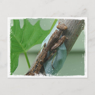 Postal Orar el insecto de Mantis