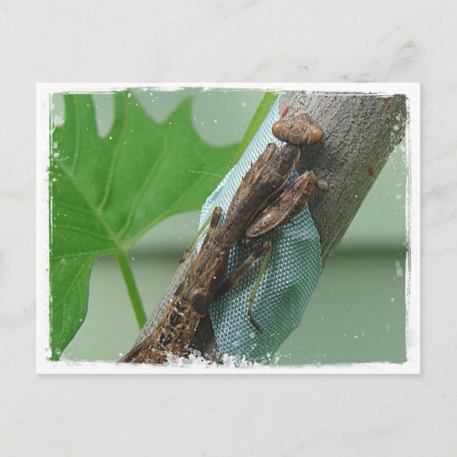 Postal Orar el insecto de Mantis (Anverso)