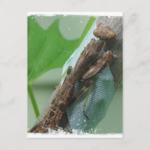Postal Orar el insecto de Mantis