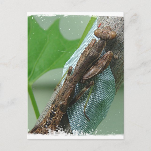 Postal Orar el insecto de Mantis (Anverso)