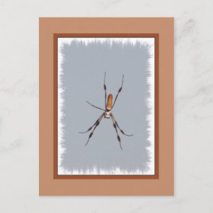 Postal Orb-Weaver de la seda dorada