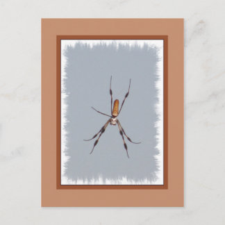 Postal Orb-Weaver de la seda dorada