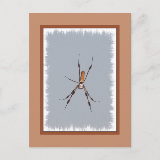 Postal Orb-Weaver de la seda dorada (Anverso)