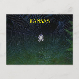 Postal Orb Weaver de noche