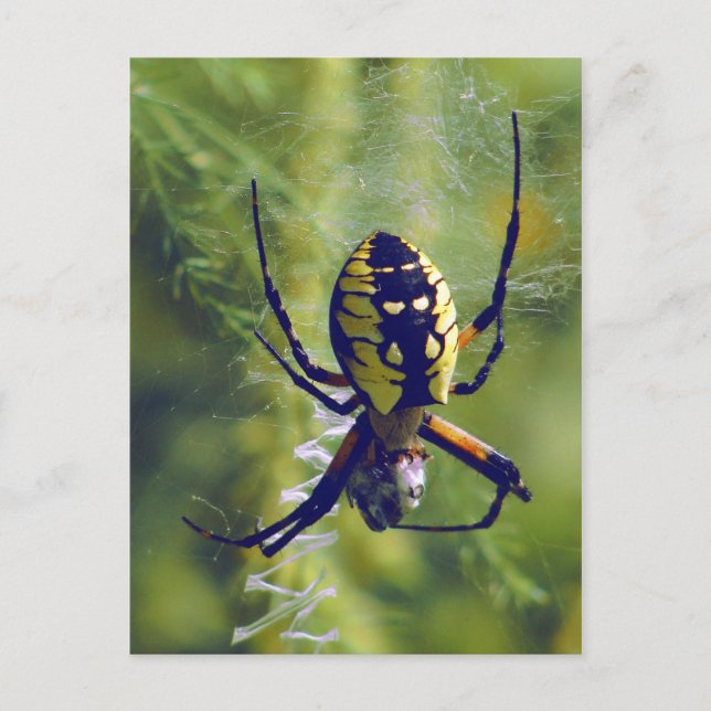 Postal Orb Weaver Spider Photo (Anverso)