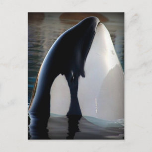 Postal Orca