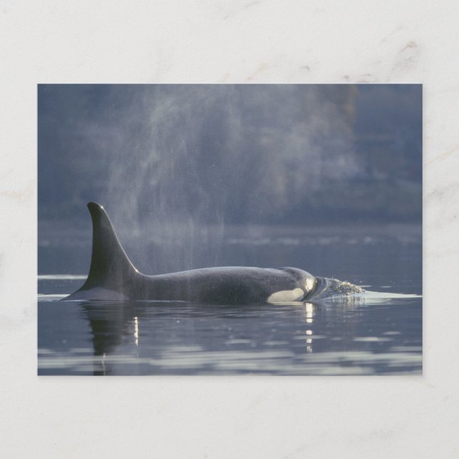 Postal Orca hembra adulta (Orcinus Orca), Puget (Anverso)