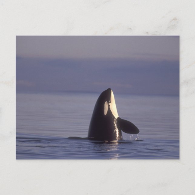 Postal Orca (Orcinus orca) espiando cerca (Anverso)