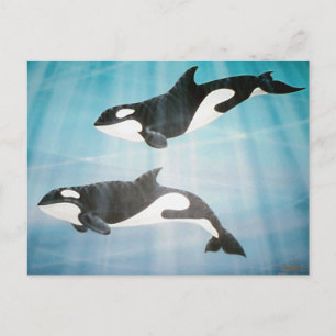 Postal Orca Pair