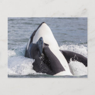 Postal Orca saltando