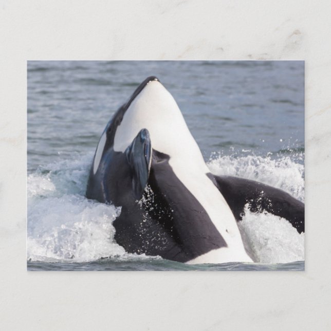 Postal Orca saltando (Anverso)