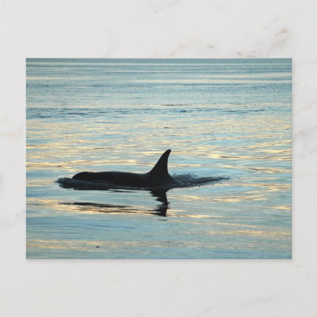 Postal Orca Silhouette Postcard (Anverso)