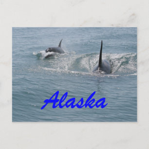 Postal Orca y ternera Alaska