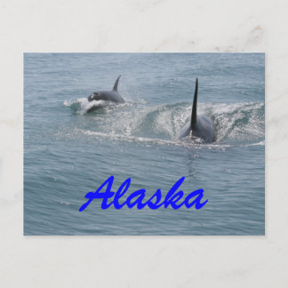 Postal Orca y ternera, Alaska