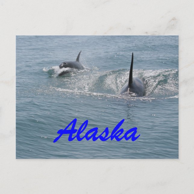 Postal Orca y ternera, Alaska (Anverso)