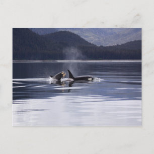 Postal Orcas de Alaska Natación Asesina de Ballenas Alask