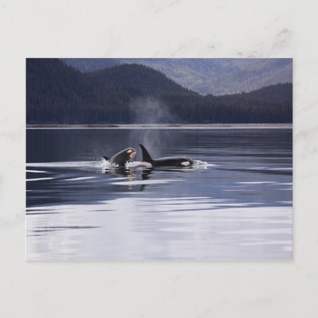 Postal Orcas de Alaska Natación Asesina de Ballenas Alask (Anverso)