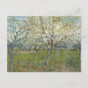 Postal Orchard con arboles de albaricoque florecientes - 