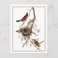 Orchard Oriole