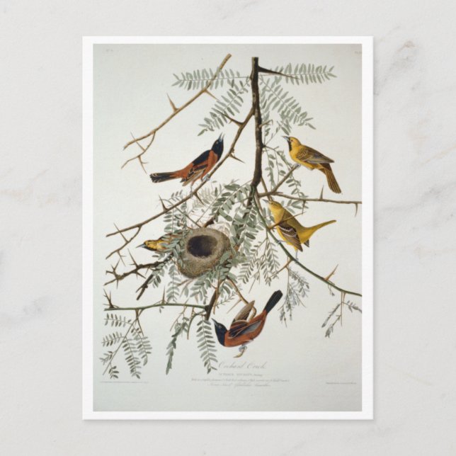 Postal Orchard Oriole (Anverso)