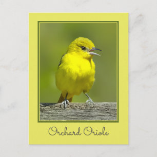 Postal Orchard Oriole - Foto original