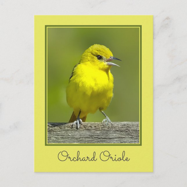Postal Orchard Oriole - Foto original (Anverso)