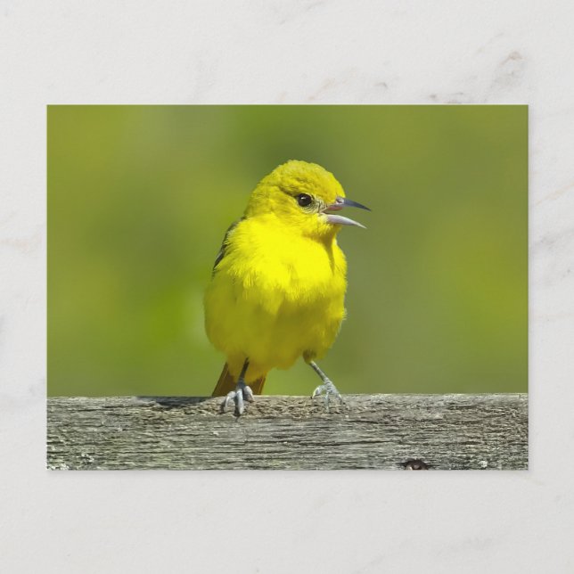 Postal Orchard Oriole - Fotografía Original (Anverso)