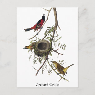 Postal Orchard Oriole - John James Audubon