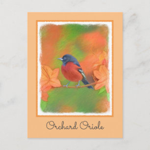 Postal Orchard Oriole Songbird Pintura original de aves