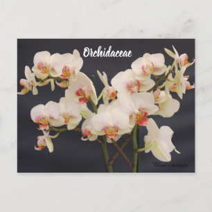 Postal Orchidaceae, orquidea