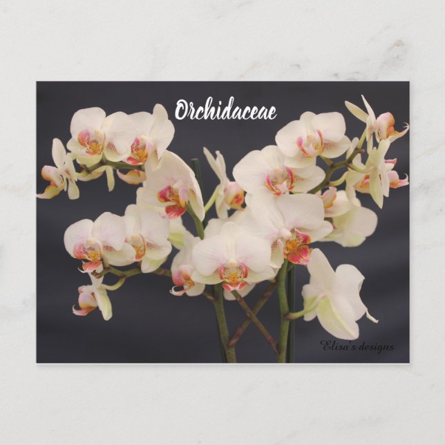 Postal Orchidaceae, orquidea (Anverso)