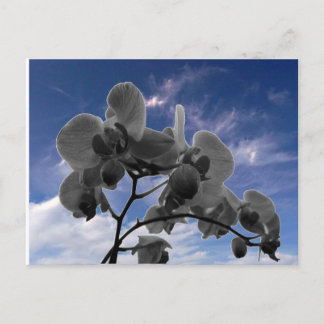Postal Orchidee